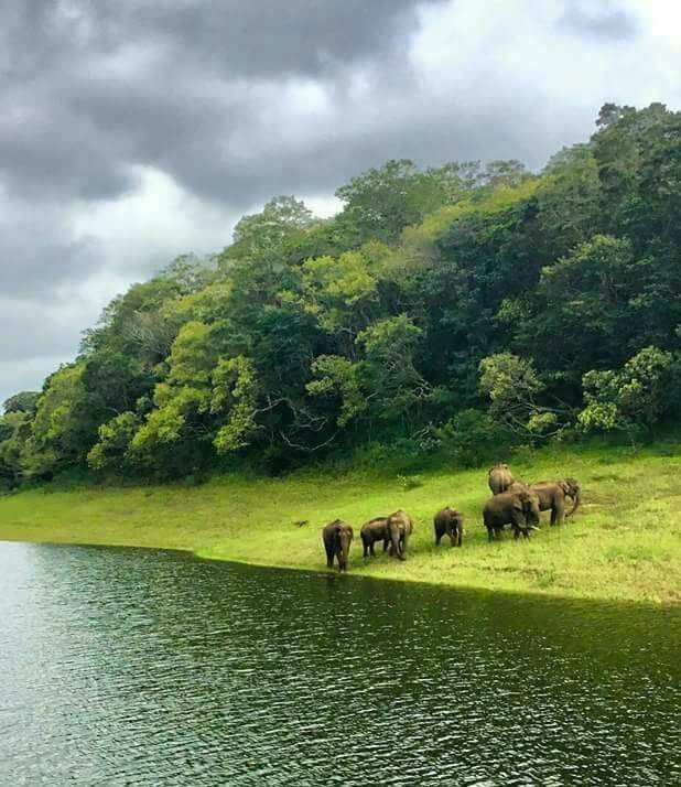 Elephant Junction Thekkady